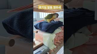 호기심 발동 뭐든 찾아보자 #앵무새 #birds #코뉴…