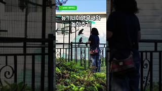 뉴기니아앵무새와 놀아주기#앵무새#뉴기니아#놀아주는여자#춤추는앵무새#아미#스타즈#늘해랑