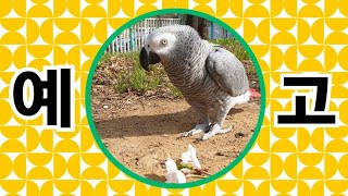 업로드 예고 합니다~[연구대상앵무새똘이]