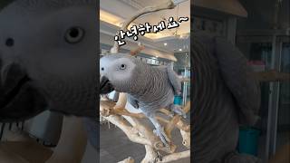 꽉찬 10살 말하는 앵무새 ️ 앵무새카페 버드리 평택점 회색앵무 코코