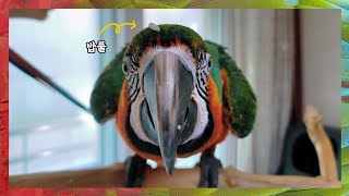 [할리퀸마카우 마르코] 우리 마르코 똑똑하고 귀여운거 모르는사람 없게 해주세요~ 