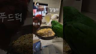 본격 친해지길 바래~ #앵무새 #뉴기니아앵무새 #뉴기니…