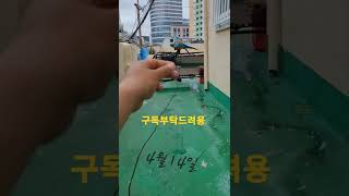 청금강앵무새 루카 집에서 호출훈련