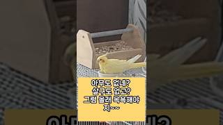 진주의 신나는 목욕~ #동물 #동물 #루티노퀘이커 #애…