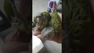 세상  제일귀여운 아기앵무새(시나몬코뉴어)등장