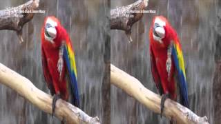 홍금강앵무 3D VR