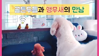 앵무새와 대형견이 함께 놀아요[앵무새카페 카페마카우]/…