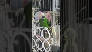 한스마카우 띵동 '띵동아~~~'