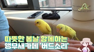 ENG)  앵무새카페에서 힐링하고왔어요~ 앵무새&구관조 세상 # 릴리안