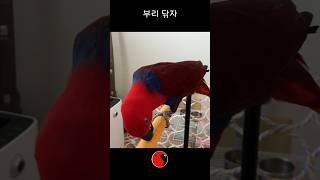 앵무새에게 부리를 닦으라고 해봤다
