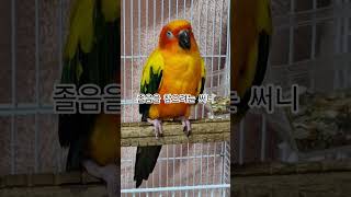 써니야 졸면서 리듬 타는거야?  #썬코뉴어 #parrot #앵무새 #졸음 #sleepiness #참으려는 #tolerant #리듬 #rhythm #써니