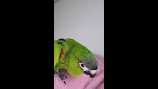 꽁패.앵무새.한스마카우.뽀미.한나.2021.12.19