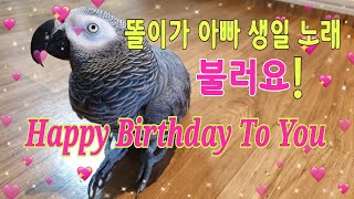 앵무새가 아빠생일을 축하해 줍니다~Happy Birthday To You~[연구대상앵무새똘이]