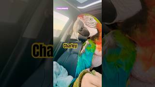 Charley #macaw makes cute nois…