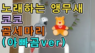 [수다쟁이 회색앵무 코코] EP.3 곰세마리 노래 부르는 코코 (아빠곰 버전)