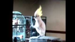 kpop트러블메이커 - 내일은 없어 (코카투,유황앵무의 춤)Trouble Maker(트러블메이커) - 내일은 없어 / 無剪輯ver MV中字