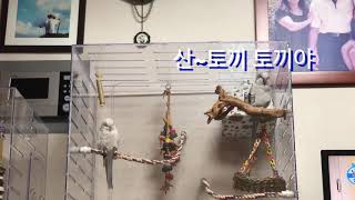 퀘이커 앵무새 우주의 ‘산토끼’ 노래 열창!