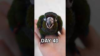 앵무새코뉴어 성장과정 #크림슨벨리드코뉴어 #conurebaby #crimsonbelliedconure #cuteparrot #아기앵무새 #babyparrot