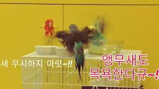 앵무새들이 목욕탕 토크를??