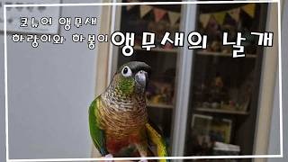 코뉴어 앵무새의 날개#하랑이#하봉이#앵무새일상