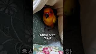 혼자만의 시간이 필요 하다는 써니!~ #썬코뉴어 #parrot #앵무새 #휴식처 #resting place  #혼자만의시간 #필요 #time #need #써니