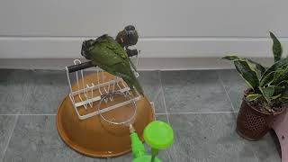 꽁패.앵무새.한스마카우.뽀미.한나.목욕후드라이.2022.2.6