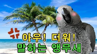 [수다쟁이 회색앵무 코코] EP38. 아우! 더워! 말…