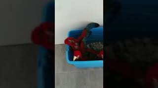 홍금강 앵무새 이유조