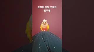한가한 주말 오후의 앵무새 #parrot #birds #cute #동물 #반려동물 #코뉴어 #birdslover #conure #pets