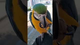 산책나와서 호두 먹는 루카 #macaw #청금강앵무새 #청금강