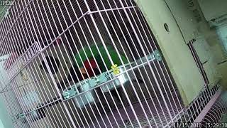 뉴기니아 와 마카우 뉴기니아 발정 행동 20181115 천둥 eclectus parrot mating