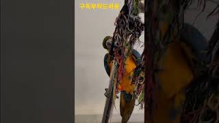 청금강앵무새 미끄럼틀 #shorts