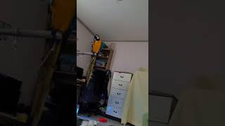 집사를 깨우는 청금강앵무새 루카 #shorts