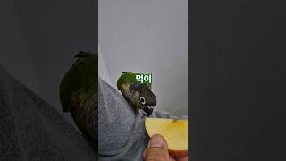 코뉴어앵무새#하랑이#하봉이#parrot#cute