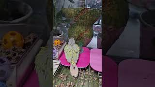 새장 적응기 앵무새 이유조 #이유조 #코뉴어 #용인