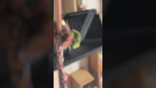 앞으로 유튜브도 많이 올릴거니까 봐주시고 틱톡하시는 분들은 틱톡에 ‘제주감귤‘라고 치시면 나오니까 그 계정으로 봐주세요.#앵무새#코뉴어#체리야 사랑해#부산여자