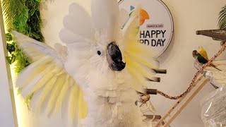 청금강앵무새 루카와 엄브렐라코카투 짱구