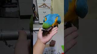 잣,호두,아몬드 루카의 선택은? #shorts #청금강