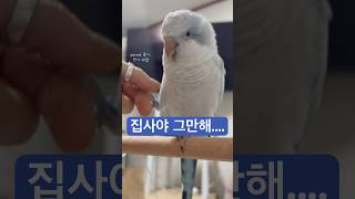 무한 악수애 지쳐..  #앵무새악수 #앵무새손 #퀘이커앵무새