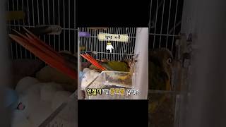물을 좋아하는 코뉴어,  조생 50일차 아가 앵무새의 …