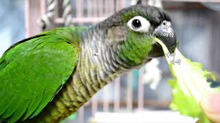 앵무새에게 딸기와 상추를 줘봤다