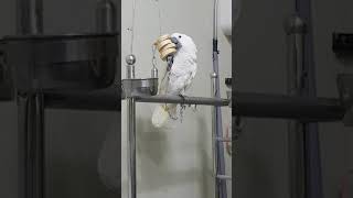 엄브렐라코카투에게 케밥이란???