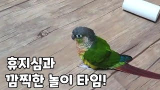 공대신 휴지심~완전 선수인데!!#코뉴어앵무새#conureparrot#