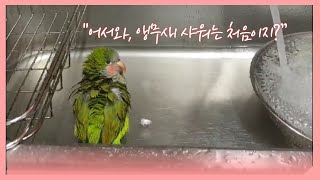 앵무새 목욕 이렇게 하는 거였구나