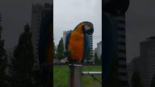 루카 야외먹방 #청금강 #청금강앵무새 #마카우 #parrot #macaw #앵무새 #동물 #반려동물 #애완동물 #animal #루카 #산책
