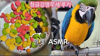 청금강앵무새 펠렛 먹방 #asmr