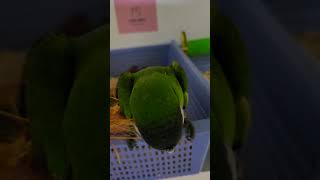 아기 청금강 앵무새, 뉴기니아 여아, 한스마카우 남아 #parrot #pets #birds