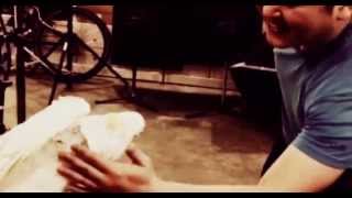 코카투 앵무새 가지 Cockatoo Gaji [PETT…