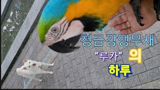 청금강앵무새 루카의 하루