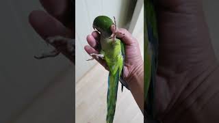 퀘이커 앵무새  누워서 애교
